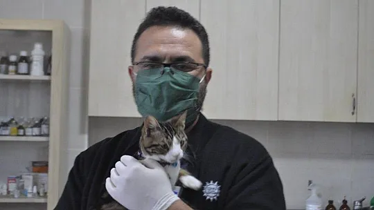 Bu da down sendromlu sevimli kedi