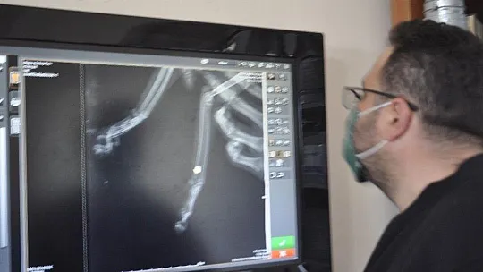 Bu da down sendromlu sevimli kedi