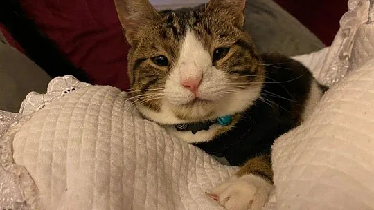 Bu da down sendromlu sevimli kedi