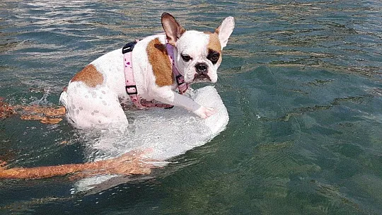 Bu köpeğin en büyük zevki sörf yapmak
