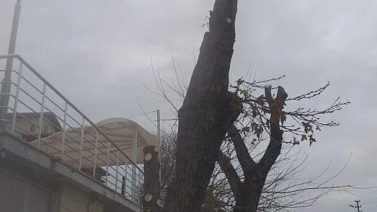 Park ve Bahçeler Müdürlüğü'nce budama çalışmaları yapılıyor