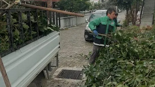 Park ve Bahçeler Müdürlüğü'nce budama çalışmaları yapılıyor