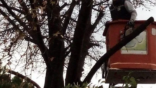 Park ve Bahçeler Müdürlüğü'nce budama çalışmaları yapılıyor