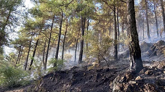 Bursa Yıldırım Belediyesi, Muğla'daki yangınlarda canla başla mücadele ediyor