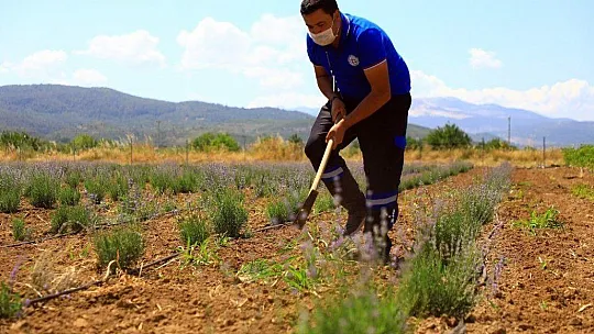 Büyükşehir'den üreticiye 32 bin 500 adet Aromatik bitki fidanı