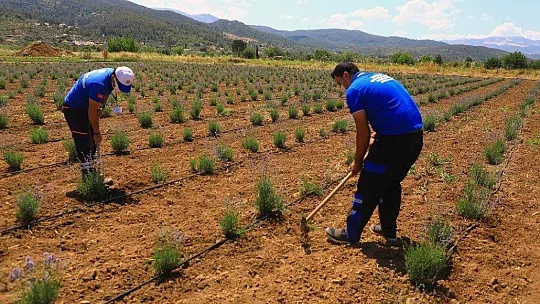 Büyükşehir'den üreticiye 32 bin 500 adet Aromatik bitki fidanı