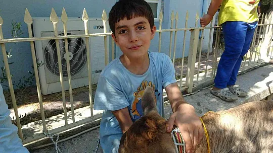 BUZAĞILAR PODYUMA ÇIKTI