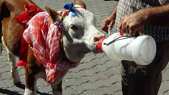 BUZAĞILAR PODYUMA ÇIKTI