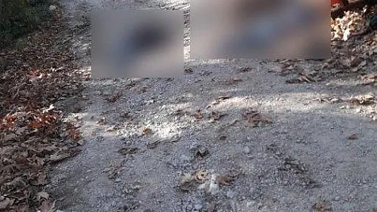 Traktör canlarını aldı