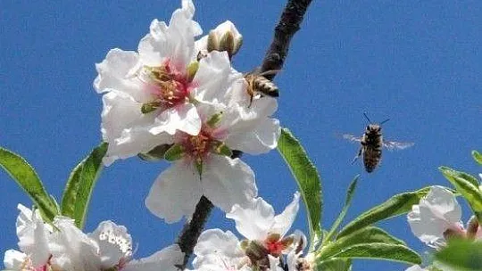 Çağla-badem hasadı başlıyor