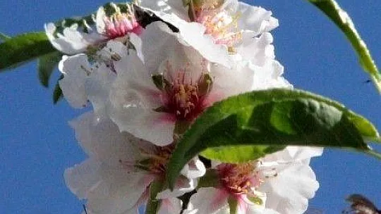 Çağla-badem hasadı başlıyor
