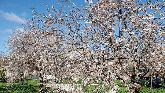 Çağla-badem hasadı başlıyor
