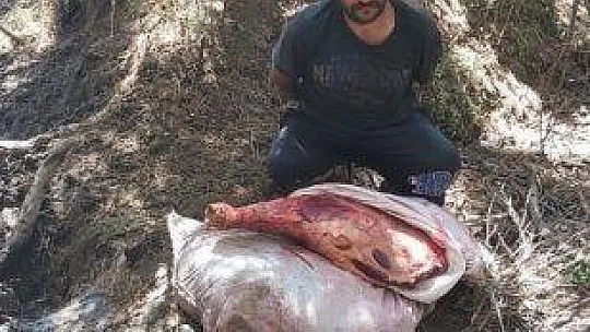 Çaldıkları hayvanları keserken yakalandılar
