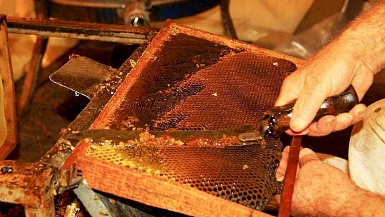 Çam balı üretiminde yüzde 35-40 kayıp