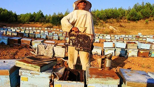 Çam balı üretiminde yüzde 35-40 kayıp