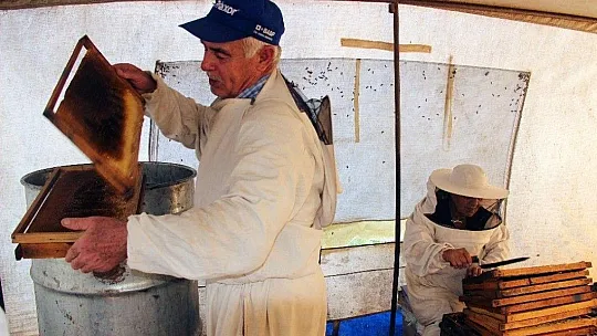 Çam balında kayıp yıl
