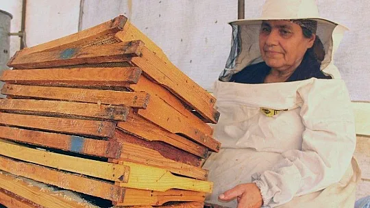 Çam balında kayıp yıl
