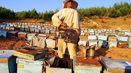 Çam balının merkezinde sıfır rekolte