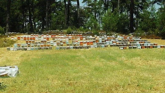 Çam balının merkezinde sıfır rekolte