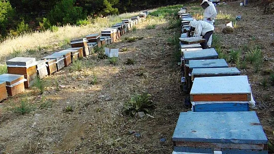 Çam balının merkezinde sıfır rekolte