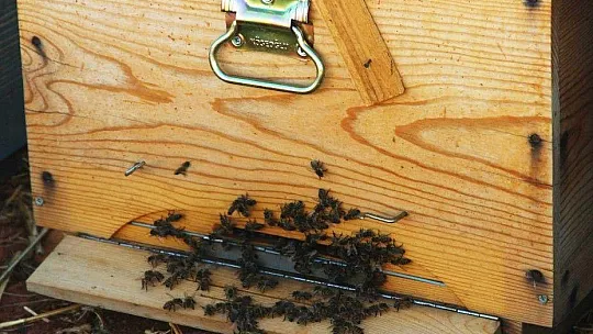 Çam balının merkezinde sıfır rekolte