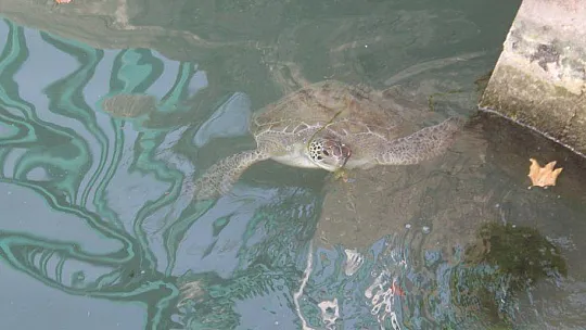 FETHİYE KÖRFEZİ CARETTA YUVASI