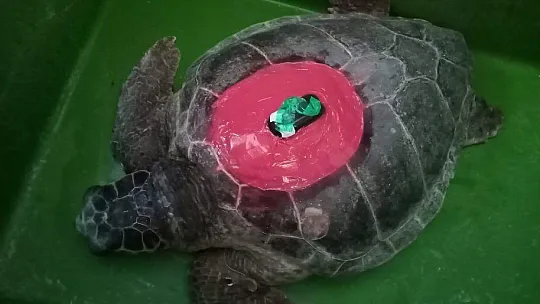 TEDAVİLERİ TAMAMLANAN CARETTA CARETTALAR DENİZE BIRAKILDI