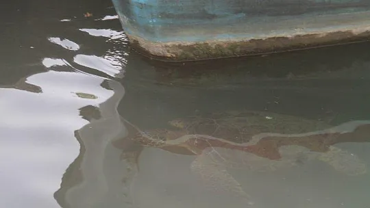 FETHİYE KÖRFEZİ CARETTA YUVASI