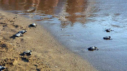 Caretta carettaların neslinin devamı için seferber oldular
