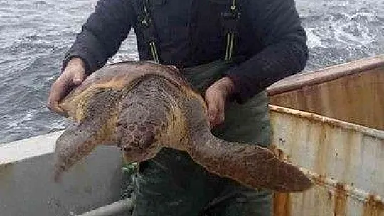 Caretta carettaların neslinin devamı için seferber oldular