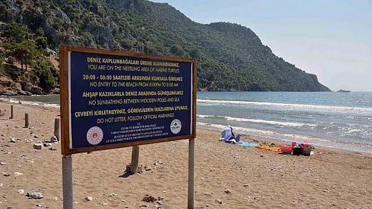 Caretta yuva sayısı 600'e ulaştı