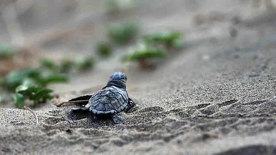 Caretta yuva sayısı 600'e ulaştı