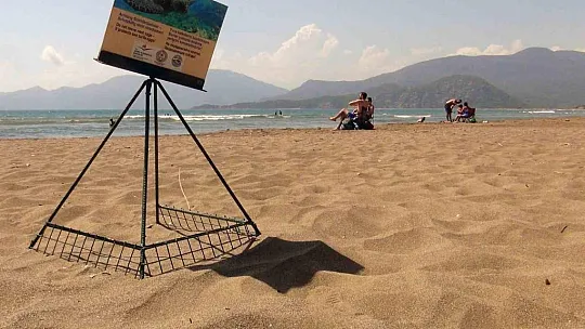Caretta yuva sayısı 600'e ulaştı