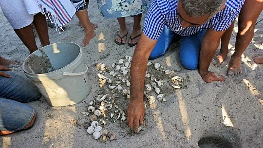 Caretta yuvalama alanları genişliyor