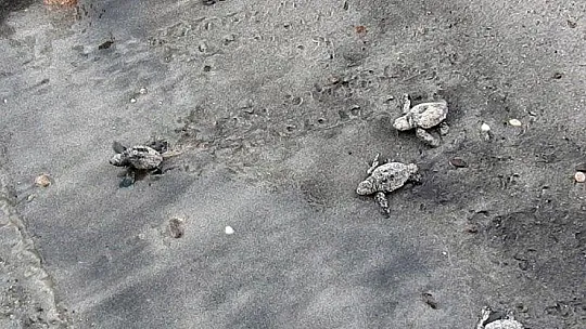Caretta yuvalama alanları genişliyor