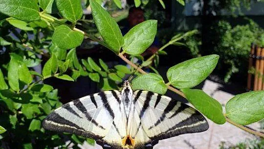 Çatal Kuyruklu Kelebek ilgi odağı oldu