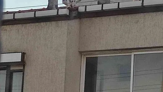 Çatıdaki kediyi, İtfaiye kurtardı