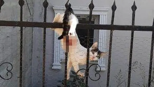 Çatıdan atlayan kedi demir parmaklıklara saplandı