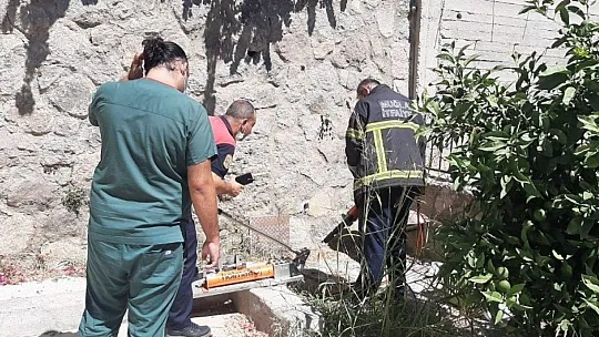 Çatıdan atlayan kedi demir parmaklıklara saplandı