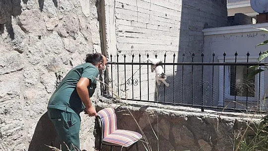 Çatıdan atlayan kedi demir parmaklıklara saplandı