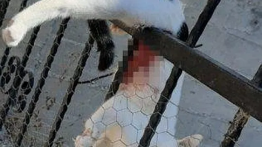 Çatıdan atlayan kedi demir parmaklıklara saplandı