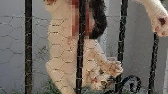 Çatıdan atlayan kedi demir parmaklıklara saplandı
