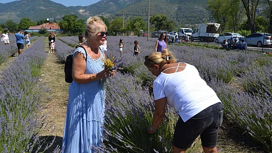 Fethiye'de Kurulan Lavanta Bahçesinde Üçüncü Hasat Alındı