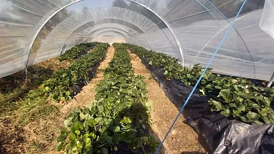 Çilek gelir kapısı oldu