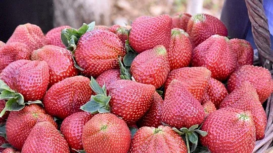 Çilek gelir kapısı oldu