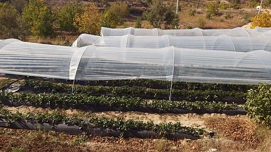 Çilek gelir kapısı oldu