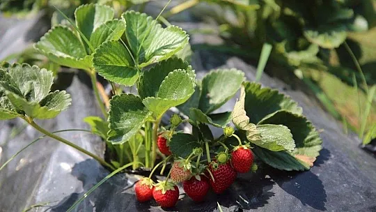 Çilek gelir kapısı oldu