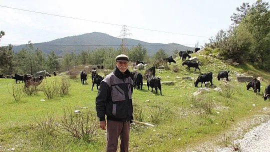 Çobanlık 'parası çok hanımı yok' mesleği oldu