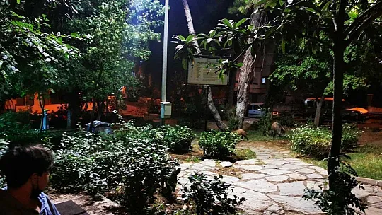 Çocuklar oyun parkına gelen yaban domuzlarını besledi