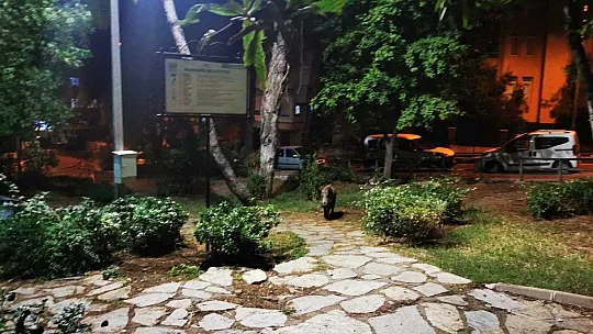 Çocuklar oyun parkına gelen yaban domuzlarını besledi